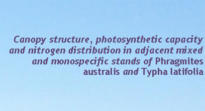 Text Box: Canopy structure, photosynthetic capacity and nitrogen distribution in adjacent mixed and monospecific stands of Phragmites australis and Typha latifolia