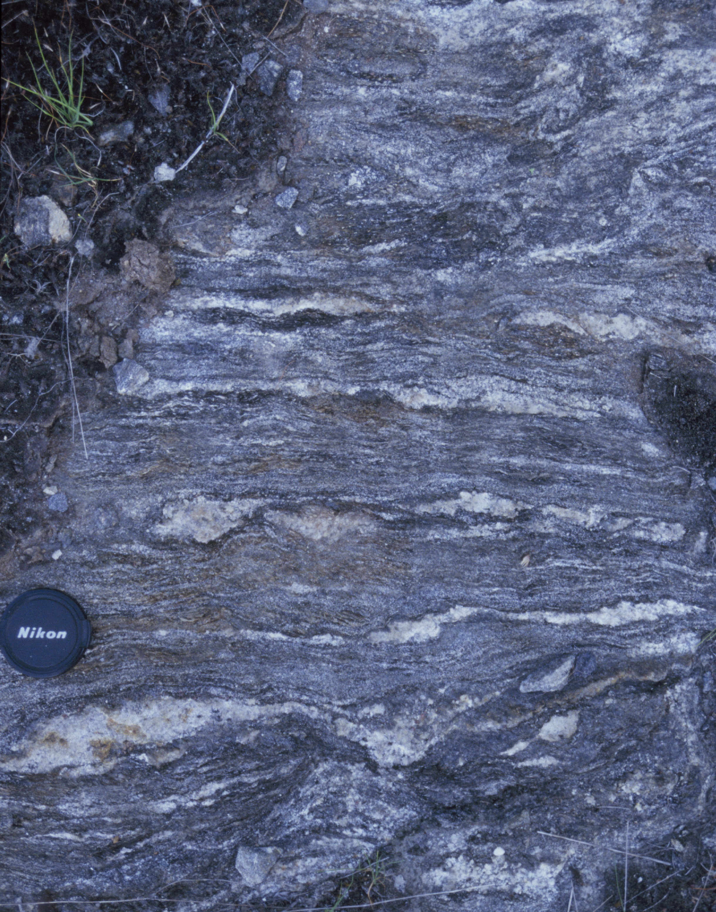 Sebago migmatite